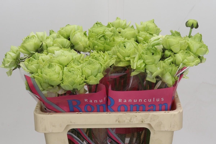Ranunculus Romance Supreme Light Green