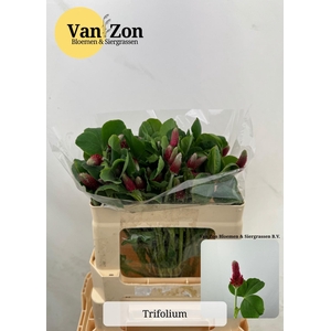 TRIF PURPUREUM