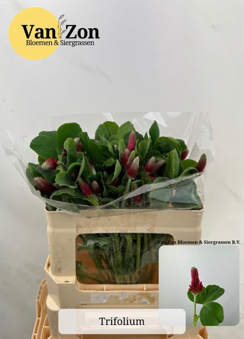 <h4>TRIF PURPUREUM</h4>