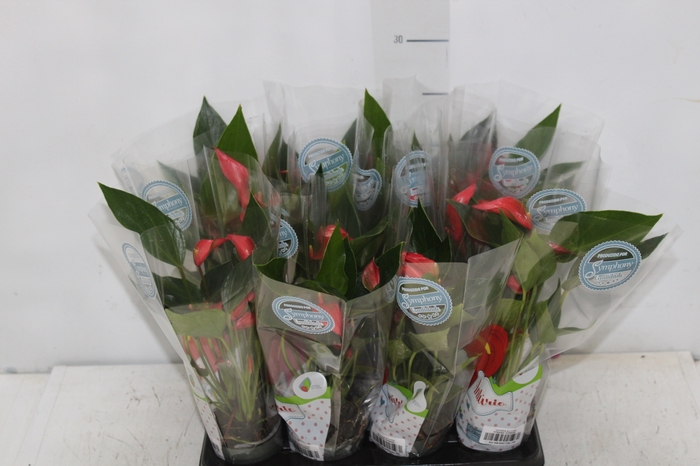 <h4>ANTHURIUM TRILLIONS RED P06</h4>