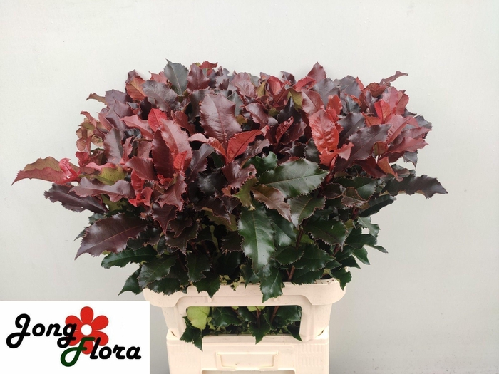 <h4>PHOT MAG VOLCANO</h4>