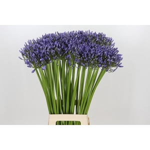 Agapanthus Suzan