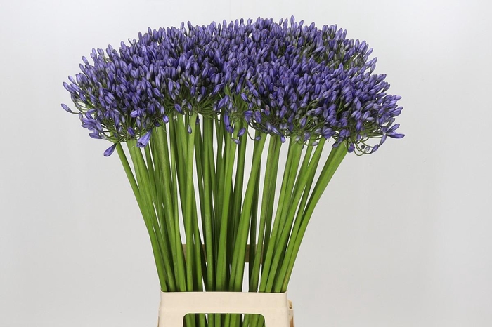<h4>Agapanthus Suzan</h4>