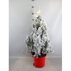 Picea glauca 'December'