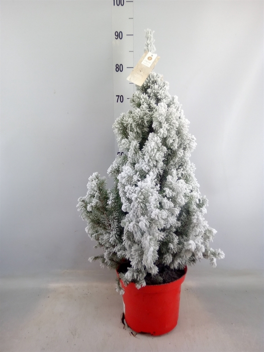 <h4>Picea glauca 'December'</h4>