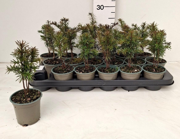 <h4>TAXUS BACCATA</h4>