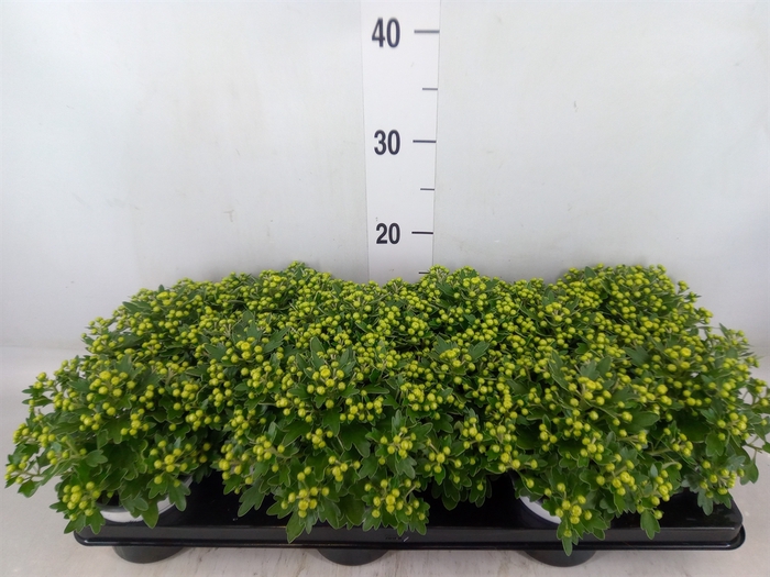 <h4>Ajania pacifica 'Pacific White'</h4>