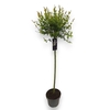 Salix integra Hakuro Nishiki
