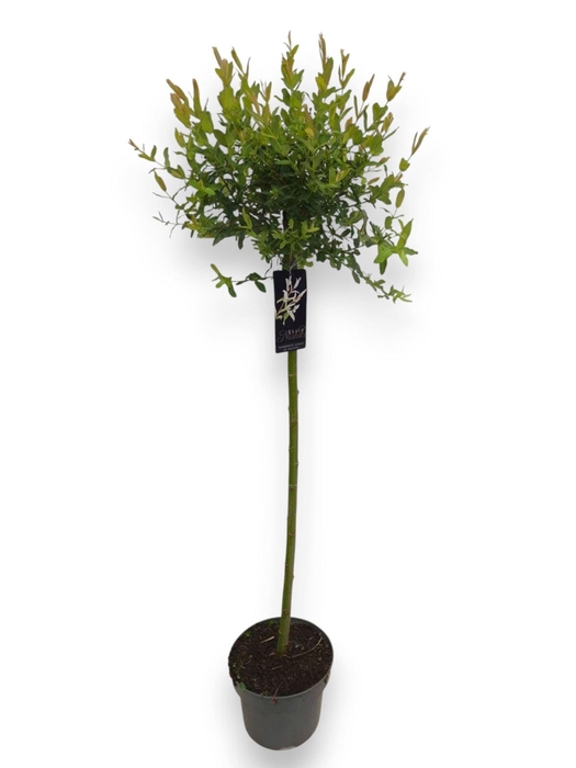 Salix integra Hakuro Nishiki