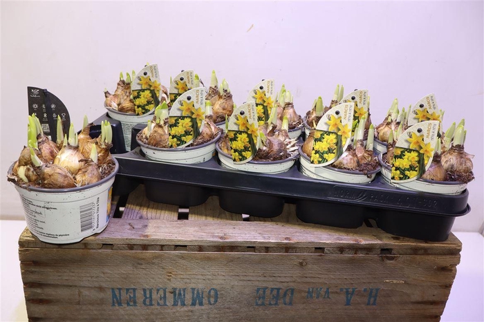 <h4>arr8 Narc O Tete A Tete</h4>