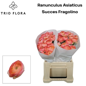 RAN SU FRAGOLINO 566