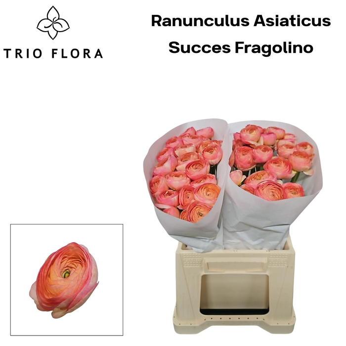 <h4>RAN SU FRAGOLINO 566</h4>