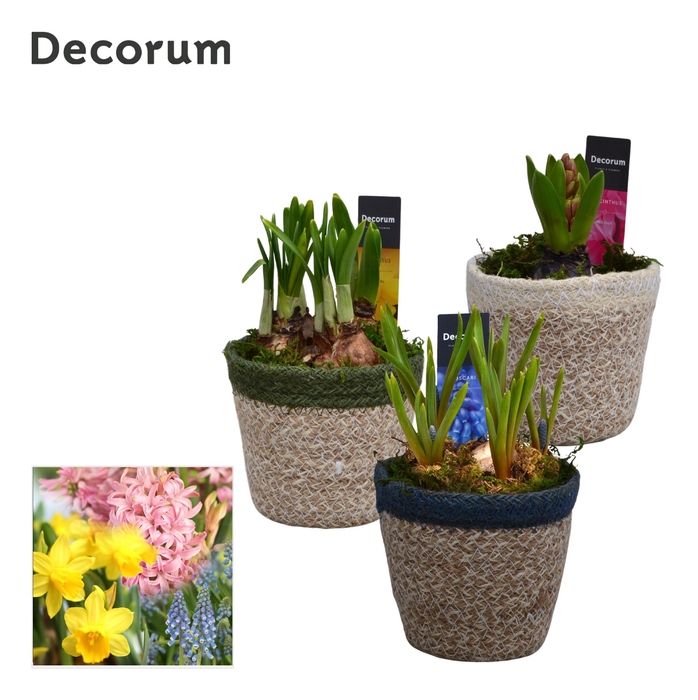 <h4>Bollenmix Randa HL15993B</h4>