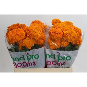 Tagetes Marigold Promise Orange