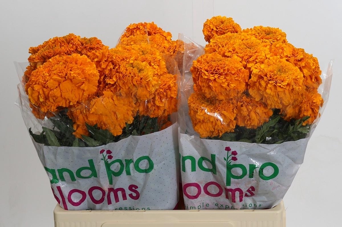 <h4>Tagetes Marigold Promise Orange</h4>