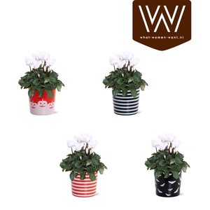 Collectie 'Tasty Bubble' - Cyclamen Wit in Keramiek Vibe Halloween