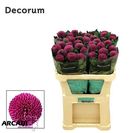 <h4>Chrysanthemum (Indicum Grp) eboutonné Roxo</h4>