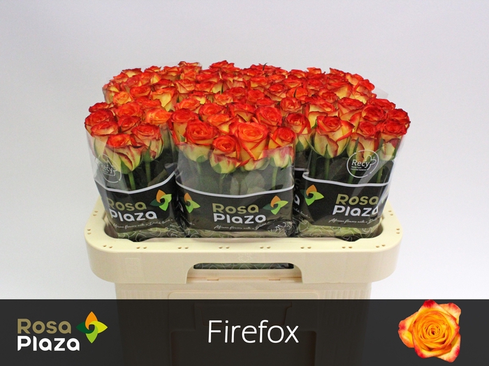 <h4>R GR FIREFOX</h4>