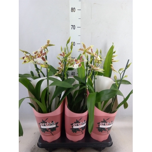 Aliceara  'Renaissance White'