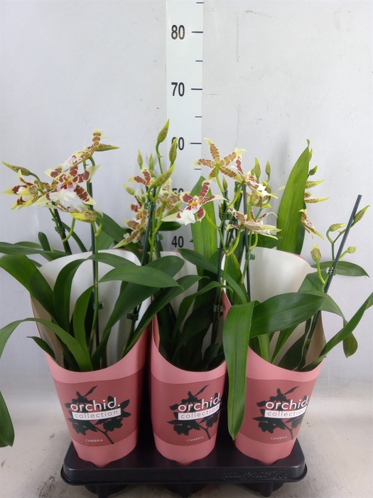 <h4>Aliceara  'Renaissance White'</h4>