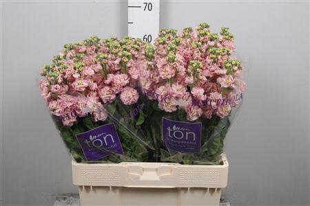 <h4>Matth Stox Champagne</h4>
