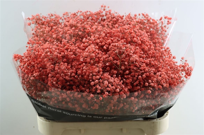<h4>Gyps Grof Coral (dip)</h4>
