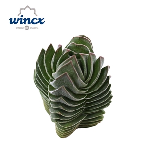 Crassula Buddha Temple Cutfl (diameter 3cm) Wincx-5cm