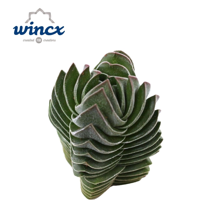 <h4>Crassula Buddha Temple Cutfl (diameter 3cm) Wincx-</h4>