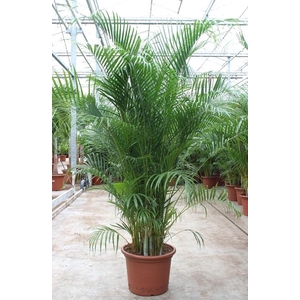 Dypsis lutescens (Areca)