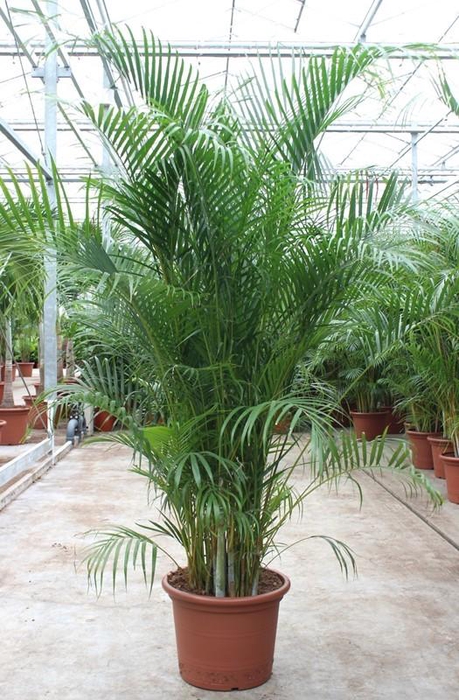 <h4>Dypsis lutescens (Areca)</h4>
