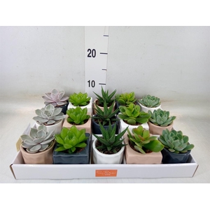 Succulents   ...mix 5