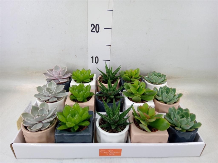<h4>Succulents ...mix 5</h4>