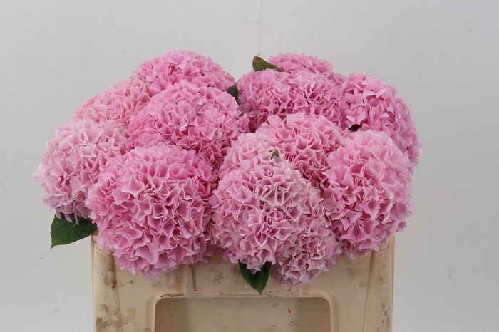 <h4>Hydr M Mag Pi Floyd</h4>