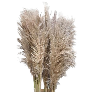 Cortaderia Natural