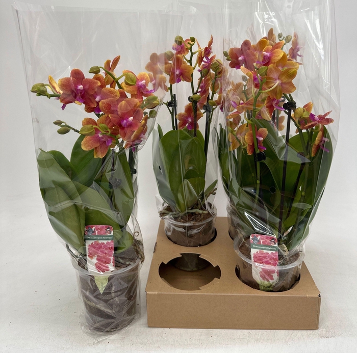 <h4>PHAL OV ORANJE</h4>