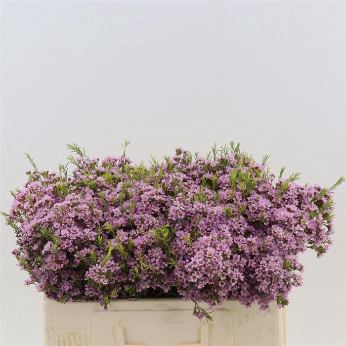 <h4>Chamelaucium Phoebe</h4>