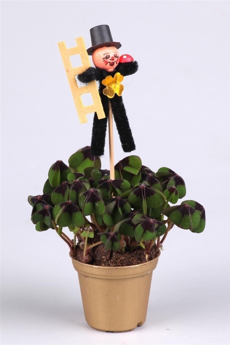 <h4>Oxalis deppei</h4>