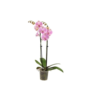 Phal Gentle Whistler 2T16+