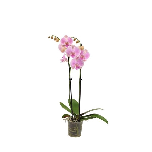 <h4>Phal Gentle Whistler 2T16+</h4>