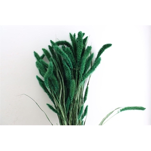 Dried Setaria X5 Dark Green Bunch
