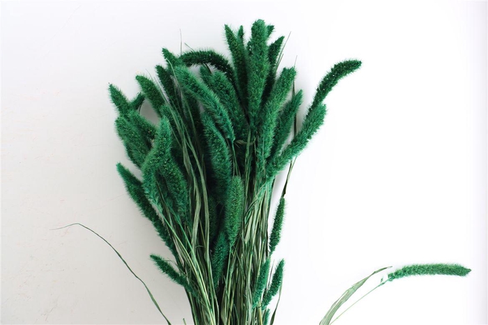Dried Setaria X5 Dark Green Bunch