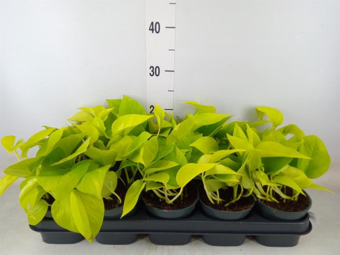<h4>Epipremnum pinn. 'Golden Pothos'</h4>