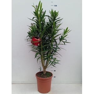 Nerium oleander