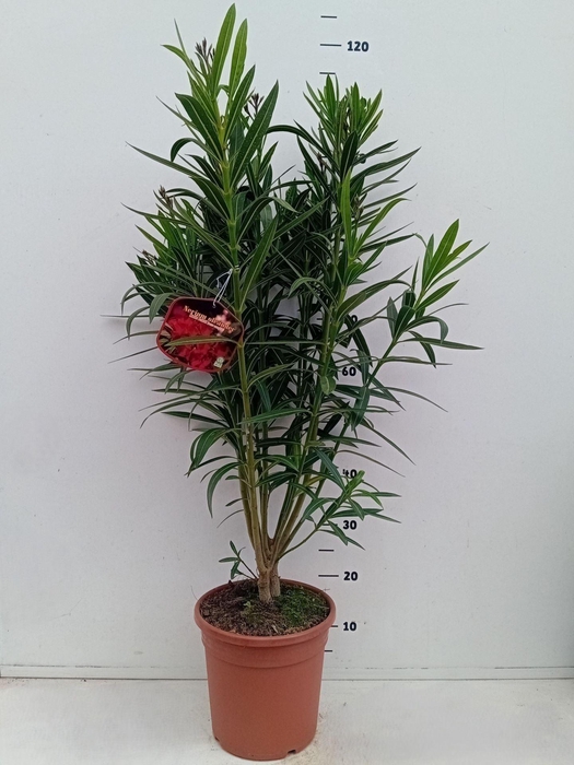 <h4>Nerium oleander</h4>