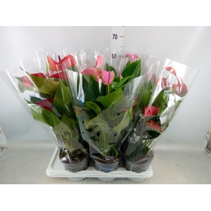 Anthurium   ...mix