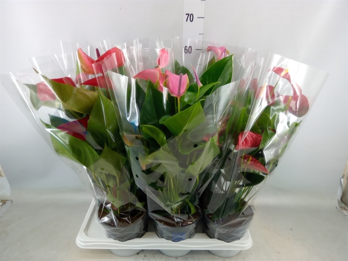 <h4>Anthurium   ...mix</h4>