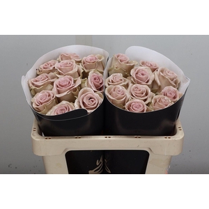 R Ov Wx 50cm Caramel