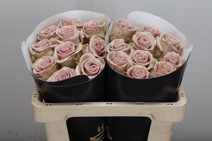 <h4>R Ov Wx 50cm Caramel</h4>