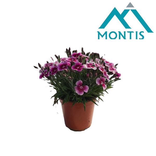 <h4>Dianthus Bicolor 'Love" 10,5 cm</h4>