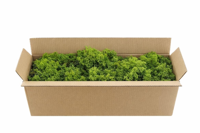 <h4>Mos Reindeer Moss Green 500gr</h4>